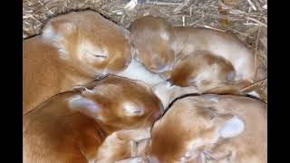 Baby rabbit nestbox check [upl. by Goth]