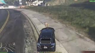 Live abo gta online Venez [upl. by Ping590]