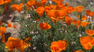 CALIFORNIA POPPY [upl. by Odlabu]