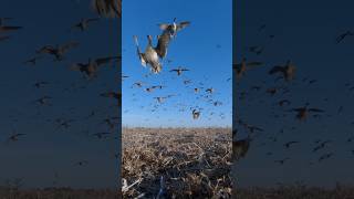 Dry Land Ducks Buzzing the Tower 🦆 Duck Hunt Ongaro PT 2 🦆 huntongaro duckhunting Cabelas [upl. by Patrica]