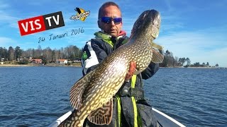 Dalsland  VisTV 24 Januari [upl. by Bulley]