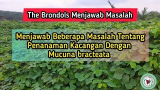 Menjawab Beberapa Masalah Tentang Penanaman Kacangan Dengan Mucuna bracteata [upl. by Aikahs426]