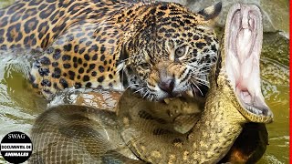 Jaguar Mata Y Desgarra El Cuerpo De La Anaconda En Dos ¿cómo Se Produce La Muerte De La Anaconda [upl. by Pollerd59]