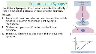 Mr Phillips A Level Biology Synapses 2024 Video [upl. by Nosnarb]