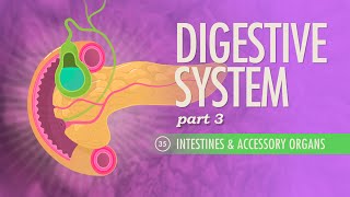 Digestive System Part 3 Crash Course Anatomy amp Physiology 35 [upl. by Ahtekahs]