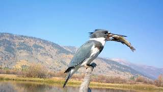 Belted Kingfisher [upl. by Nodnek]