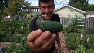 5 Reasons Cucumbers Become Deformed or Misshapen [upl. by Ratna5]