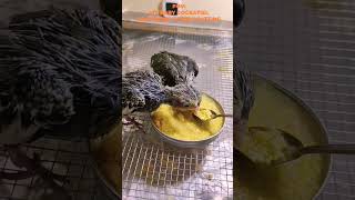 From HandFeeding to SelfFeeding My Baby Cockatiels Learn to Eat on Their Own [upl. by Mirella326]