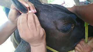 How to dehorn in adult cattle  dehorning  dehorning by elastatic ring part 12 [upl. by Theran]