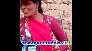 La Fiesta de VAQUERIA 2023 quotMandachitoquot  Jiyawashorts musica danza tradicional jiyawa [upl. by Nnylyrehc]