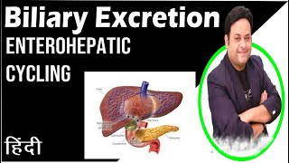 biliary excretion enterohepatic cycling [upl. by Thompson972]