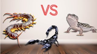 Who will win  Giant centipede vs scorpion vs lizard [upl. by Torre]