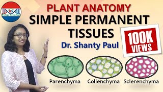 Parenchyma Collenchyma and Sclerenchyma Simple permanent tissues [upl. by Ordep]