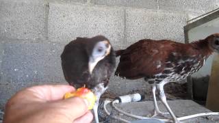 Fireback pheasant chicks [upl. by Noillimaxam]