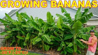 4 Tips To Grow The Most BEAUTIFUL Banana Plants EVER Down To ZONE 5 [upl. by Ennyroc]