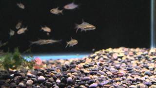 00135MTS Sawbwa resplendens Naked Dwarf Rasbora [upl. by Aicertal]