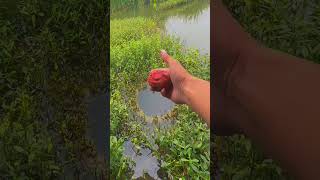 Fishing in Caodong for big plate crucian carp fisherman live real shot wild fishing crucian carp [upl. by Yug]