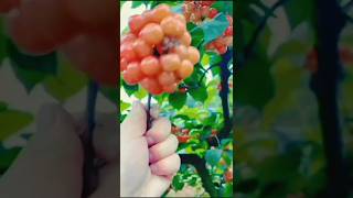 Beautiful fruit 🍓girding beautiful green🍒 plants fruitsfruits shorts [upl. by Quinton]