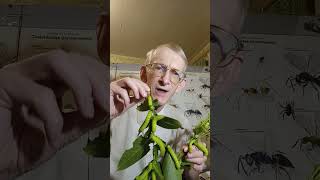 How to Breed Caterpillars of Moon Moth Actias luna Saturniidae Do You Like Caterpillars [upl. by Mellicent132]