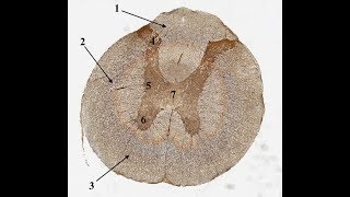 Histologi läkarprogrammet t2 CNS PNS och muskler [upl. by Drucy]