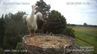 Storchennest Hamm  Jungfernflug  05082024 [upl. by Roderich189]