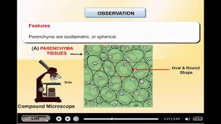 To study parenchyma collenchyma sclerenchyma from permanent slides 9th [upl. by Leoine]