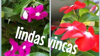 🌹VINCAS como plantar e cultivar vincas lavadeirasvaso plantas e flores jardimjardinagem [upl. by Enylodnewg]