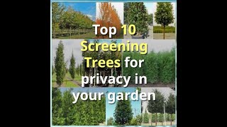 Our Top Trees for Privacy Screening gardening gardenservices trees treeshorts [upl. by Alram948]