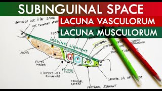 The Subinguinal Space  Lacuna Vasorum amp Lacuna Musculorum  Anatomy Tutorial [upl. by Bilski]