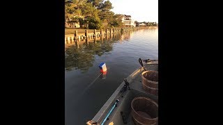 Trot Line crabbing in Chincoteague VIrginia July 31 2017 [upl. by Finer379]