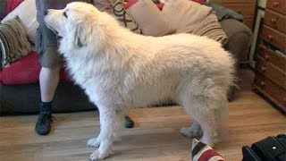 Dog Breed Video Pyrenean Mountain Dogs [upl. by Heuser]