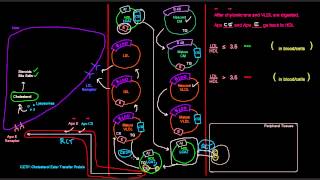 Lipoproteins Part 7 of 7  HDL High Density Lipoprotein [upl. by Simmonds522]