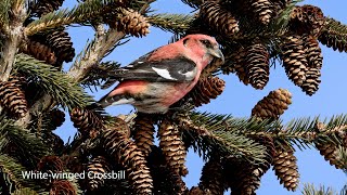 Whitewinged Crossbill  Twobarred Crossbill  How They Feed [upl. by Anasiul128]