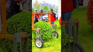 Shrub pruning process with electric trimmer [upl. by Uzia476]