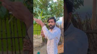 Khet ko Malik batata hun shorts youtubeshorts viralshorts [upl. by Brest177]