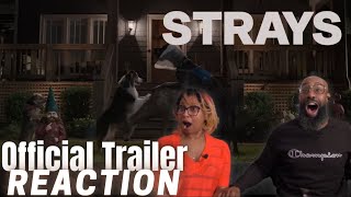 Strays Trailer  Reaction [upl. by Dnomsad]