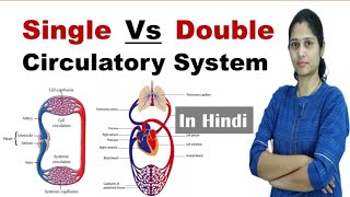 Difference between Single and Double Circulatory System  NEET  In Hindi  Science Explored [upl. by Mccormac]