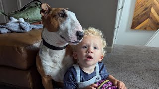 Bull terrier Teddy shows to baby how to climb to the stairs [upl. by Ainna601]