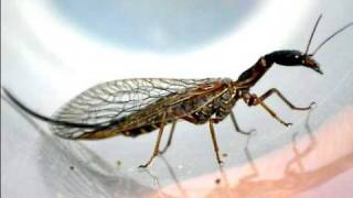 Snakefly of Idaho [upl. by Cire]