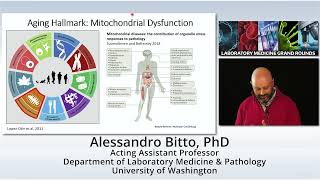 Geroscience Approaches to Health New Therapies for Mitochondrial Disorders [upl. by Enelia239]