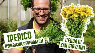 Erba di San Giovanni perché si chiama così l’Hypericum Perforatum [upl. by Arundel]