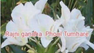 Rajnigandha Phool Tumhare Lata Mangeshkars Song Cover by Soma Sinha [upl. by Lamson]