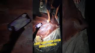 GIANT SQUID FOUND IN SPERM WHALE STOMACH [upl. by Kuehn]