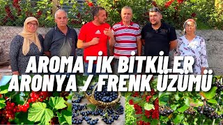 AROMATİK BİTKİLER ARONYA VE FRENK ÜZÜMÜ YETİŞTİRİCİLİĞİ [upl. by Alleuol]