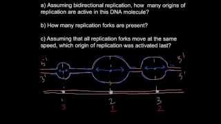 Bidirectional Replication  Unidirectional Replication [upl. by Yartnoed110]