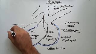 Endokrine Organe Hypothalamus Hypophyse Schilddrüse amp Co [upl. by Slayton745]