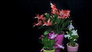 Schlumbergera cv  Herbstkaktus Holiday Cactus [upl. by Layman]