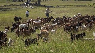 Goats Eat Weeds  Farm to Fork Wyoming [upl. by Anailli]