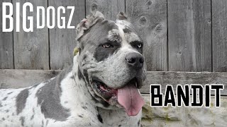 Bandit  The 130lb MastiffGreat Dane Bandog  BIG DOGZ [upl. by Nap]