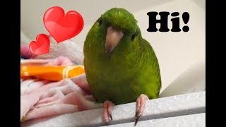 Meet Kermit  My Adopted Lineolated Parakeet [upl. by Delogu680]